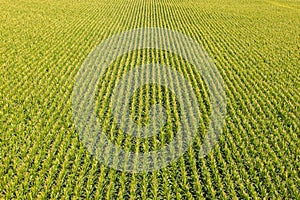 Field with rows of corn plants