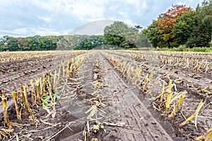 Field with rows of corn stubbles in autumn