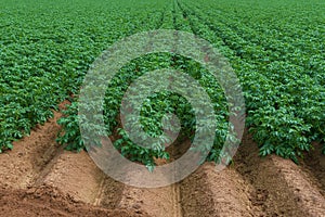 Field with rows of fresh green potato plants