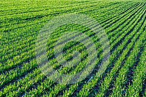 Field with rows green wheat close-up, farmland.