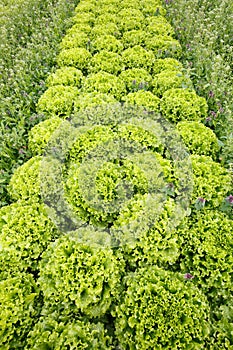 Field with rows of grown lettuce heads