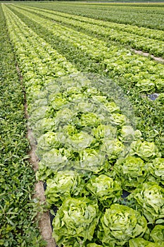 Field with rows of grown lettuce heads