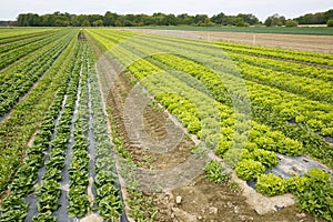 Field with rows of grown lettuce heads