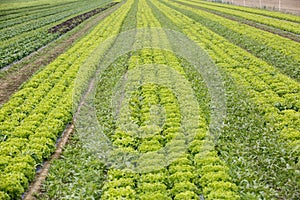 Field with rows of grown lettuce heads