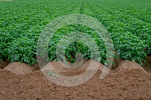 Field with rows of large green potato plants