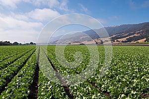 A field with rows of lettuce