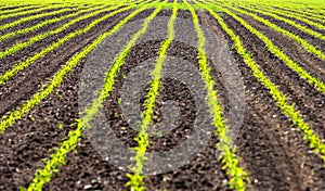 Field with rows of maiz photo