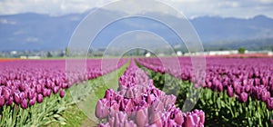 Field with rows of purple tulips next to a mountain