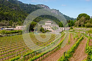 Field of rows of vines in the countryside of the island