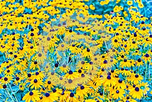 Field of Rudbeckia hirta, aka black-eyed-Susan flowers