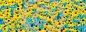 Field of Rudbeckia hirta, aka black-eyed-Susan flowers