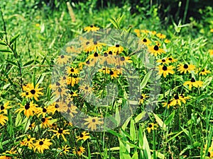 A field of Rudbeckia hirta flowers blooming