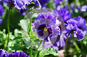 A field ruffled purple pansy flowers in a meadow at Cantigny in Lisle, Illinois.