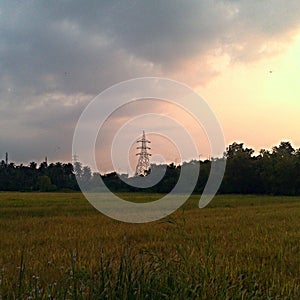 Field in rural india