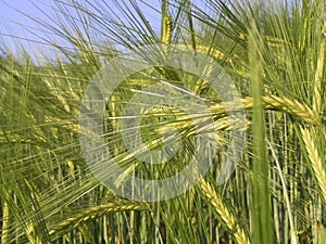 Field of Rye photo