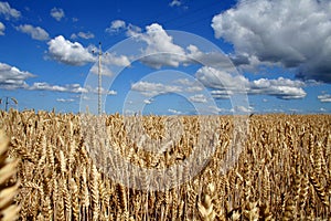 Field of rye