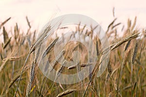 Field of Rye