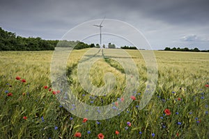 Field of Rye