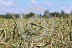 A field of rye and barley. Maturation of the future harvest. Agrarian sector of the agricultural industry. Plant farm. Growing of