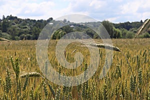 A field of rye and barley. Maturation of the future harvest. Agrarian sector of the agricultural industry. Plant farm. Growing of