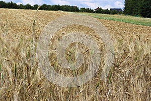 A field of rye and barley. Maturation of the future harvest. Agrarian sector of the agricultural industry. Plant farm. Growing of