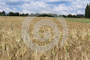 A field of rye and barley. Maturation of the future harvest. Agrarian sector of the agricultural industry. Plant farm. Growing of