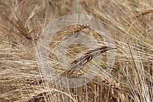 A field of rye and barley. Maturation of the future harvest. Agrarian sector of the agricultural industry. Plant farm. Growing of