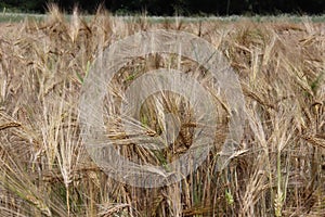 A field of rye and barley. Maturation of the future harvest. Agrarian sector of the agricultural industry. Plant farm. Growing of