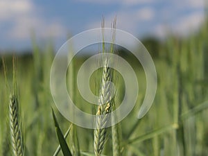 A field of rye and barley. Maturation of the future harvest. Agrarian sector of the agricultural industry. Plant farm. Growing of