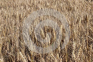 A field of rye and barley. Maturation of the future harvest. Agrarian sector of the agricultural industry. Plant farm. Growing of