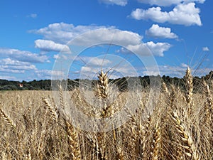 A field of rye and barley. Maturation of the future harvest. Agrarian sector of the agricultural industry. Plant farm. Growing of