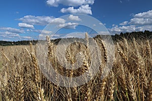 A field of rye and barley. Maturation of the future harvest. Agrarian sector of the agricultural industry. Plant farm. Growing of