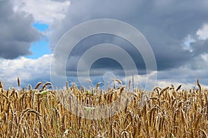 A field of rye and barley. Maturation of the future harvest. Agrarian sector of the agricultural industry. Plant farm. Growing of