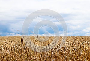 A field of rye and barley on a sky with dark clouds. Maturation of the future harvest. Agrarian sector of the agricultural industr