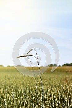 Field of rye cereal