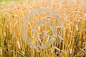 Field of Rye