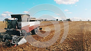 Field of rye is getting harvested by the combines