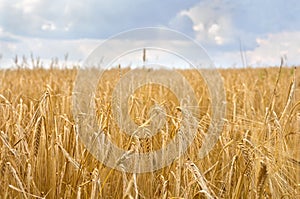 Field rye ( Secale cereale ) in period harvest on background cloudy sky