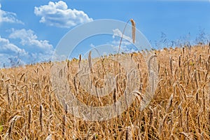 Field of rye under a blue sky