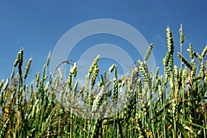 Field of rye or wheat and blue sky, beautiful countryside meadow