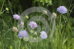 Field sacbious blossoms (Knautia arvensis).