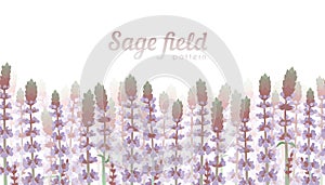 Field of sage or Salvia purple flowers. Vector illustration, seamless pattern