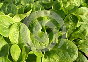 Field salad