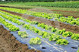 Field of salads photo