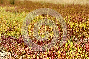 Field of salicornia on a salty plain