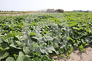 field on sandy soil for the cultivation of organic zucchini