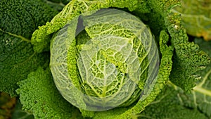 Field Savoy cabbage bio detail leaves leaf heads Brassica oleracea sabauda close-up land root crop vegetable farm