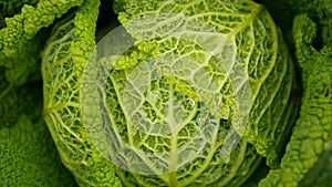 Field Savoy cabbage farm bio detail leaves leaf heads Brassica oleracea sabauda close-up land root crop vegetable