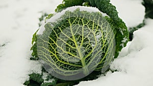 Savoy cabbage vegetable winter field snow covered frost bio detail leaves leaf heads Brassica oleracea sabauda close-up