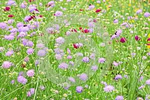 Field Scabious